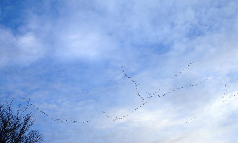 A flock of geese fly in unison against a brilliant blue sky. Partially obscured.