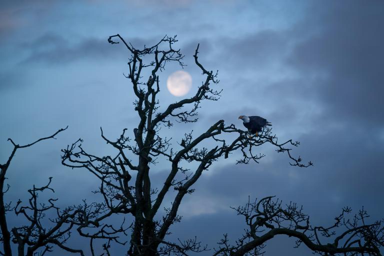 A lone bald eagle sits on a branch of a craggy, leafless tree. In the background, a nearly full moon shines in a twilight sky. Partially obscured.