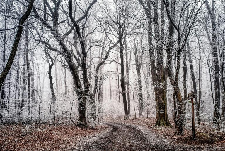 A walking path curves through a heavily treed wooded area that is dusted with snow. Partially obscured.