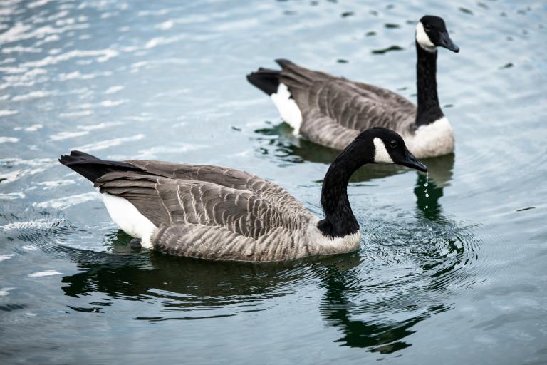 Two Canada geese together on a body of water. Partially obscured.