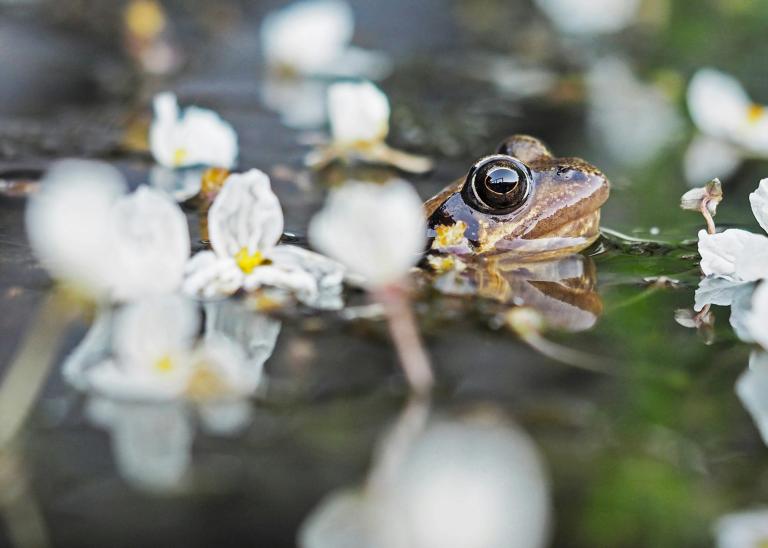 A frog pokes it’s head up out of the water in a pond amid blooming white flowers. Partially obscured.