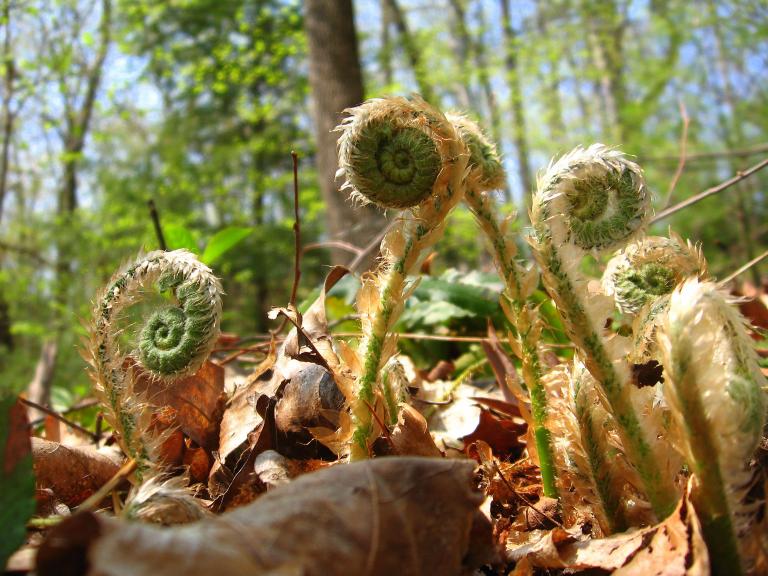 Fiddleheads, or fern shoots, grow in a sunny wood. Partially obscured.