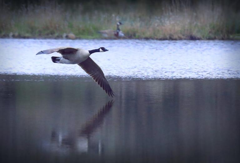 A Canada goose flying low across a lake. Partially obscured.