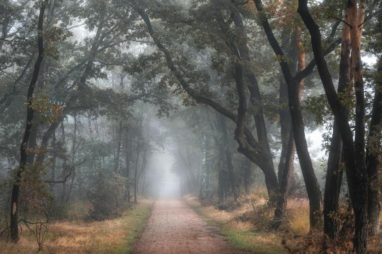 A foggy autumn morning in a forest with full trees and fall foliage. There is a narrow gravel path winding through the trees. Partially obscured.