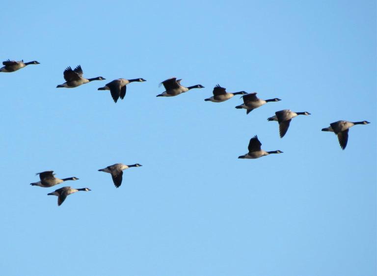 A flock of Canadian geese fly in a V formation against a clear blue sky. Partially obscured.