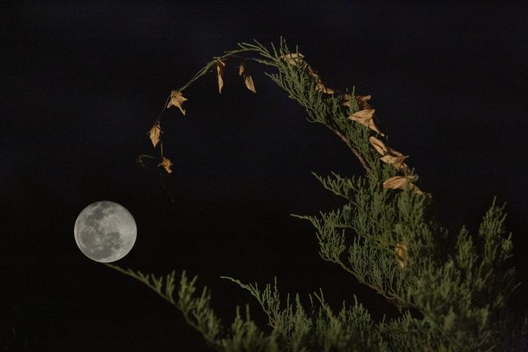 A full moon glows brightly in the night sky, framed by the arching tip of a green conifer branch with a few dried brown leaves hanging from it. Partially obscured.