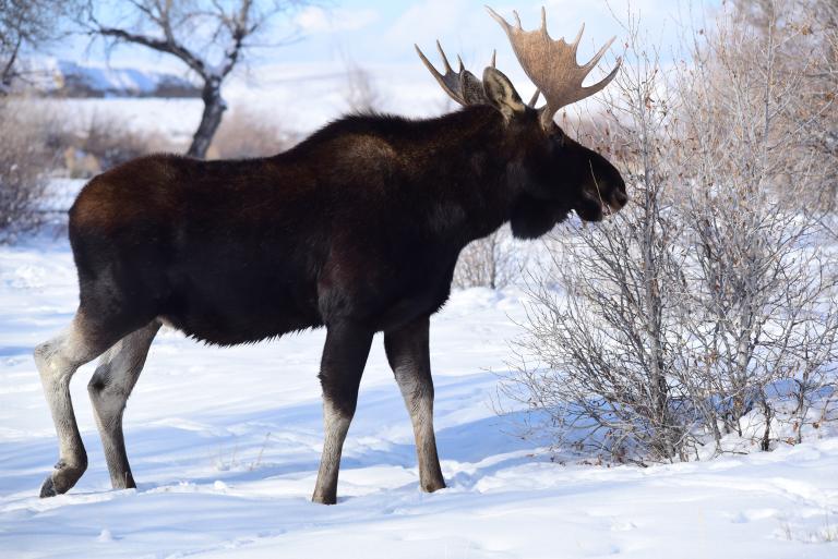 A moose’s head with large antlers is shown prominently against a lightly clouded blue sky with leafless birch trees throughout the background. Partially obscured.