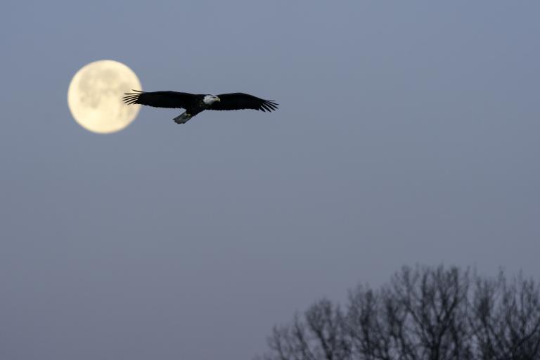 A large bald eagle in silhouette flies past a full moon against a blue-grey winter sky, with bare tree branches visible in the lower right corner. Partially obscured.