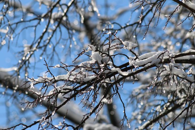 Snow-covered tree branches sit against the backdrop of a bright blue sky. The dark, bare branches are coated in fresh snow and are dotted with sparkling ice droplets, with a softly blurred background creating a crisp winter scene. Partially obscured.