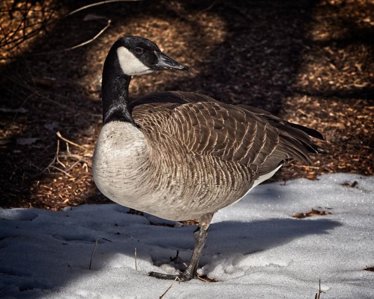 A Canada goose stands on a patch of melting snow, its brown and black feathers lit by warm sunlight against a shaded natural background. Partially obscured.