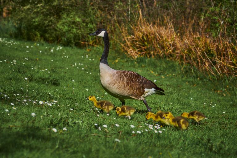 A Canada Goose walks across a green grassy meadow dotted with small white daisies, followed closely by five fluffy yellow goslings. Partially obscured.