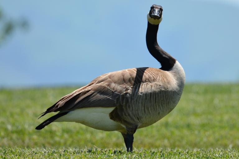 A Canada goose stands on green grass with its neck twisted backward, head turned to face the camera directly. The goose has a black head and neck, white cheek patch, tan-brown body feathers, and a white belly, set against a plain blue sky. Partially obscured.