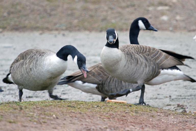 A group of Canada geese stands on a muddy shoreline beside the water. One goose in the foreground is bending down to forage while another is eating while looking in the direction of the camera. Partially obscured.