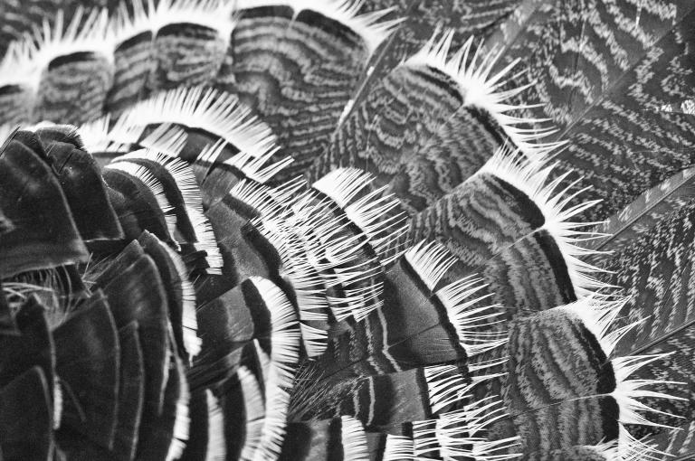 Black-and-white close-up of overlapping bird feathers, likely from a wild turkey’s tail or wing. Partially obscured.