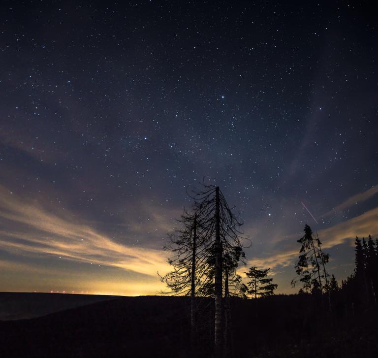 A starlit night sky over a dark rolling hillside, with the silhouettes of bare, windswept trees and a cluster of evergreens in the foreground. Faint golden cloud bands and a glow from distant lights line the horizon, while a thin pink streak (likely a meteor) crosses the sky on the right. Partially obscured.