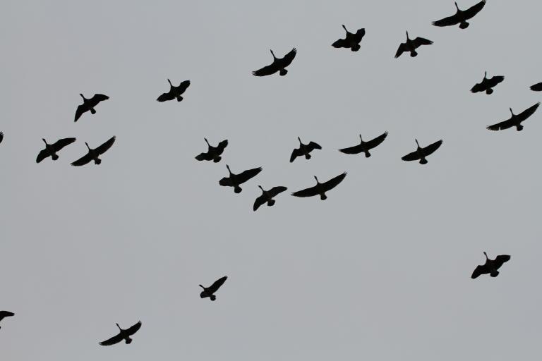 A flock of geese, silhouetted in mid-flight against a flat grey overcast sky, scattered loosely across the frame with wings outstretched in various positions. Partially obscured.